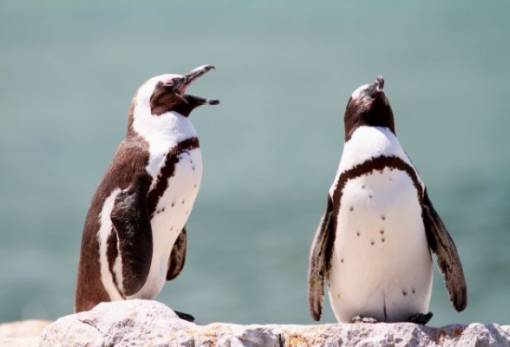 Οι αφρικανικοί πιγκουίνοι ίσως εξαφανιστούν μέχρι το 2035