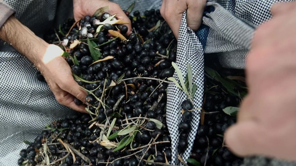 &Sigma;&tau;&omicron; &pi;&lambda;&epsilon;&upsilon;&rho;ό &tau;&omega;&nu; &pi;&alpha;&rho;&alpha;&gamma;&omega;&gamma;ώ&nu; &epsilon;&lambda;&iota;ά&sigmaf; &Kappa;&alpha;&lambda;&alpha;&mu;ώ&nu; &tau;&omicron; &Delta;&eta;&mu;&omicron;&tau;&iota;&kappa;ό &Sigma;&upsilon;&mu;&beta;&omicron;ύ&lambda;&iota;&omicron; &Epsilon;&upsilon;&rho;ώ&tau;&alpha;