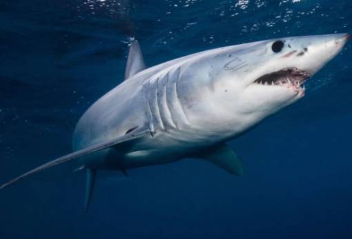 Η οξίνιση των ωκεανών… ξεδοντιάζει τους καρχαρίες, διαπίστωσε μελέτη