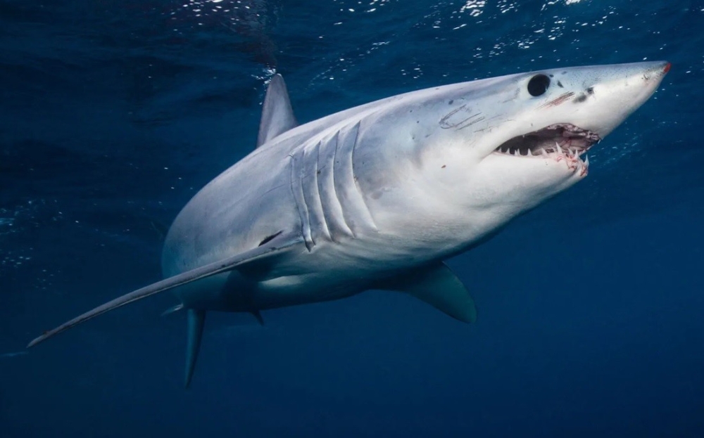 &Eta; &omicron;&xi;ί&nu;&iota;&sigma;&eta; &tau;&omega;&nu; &omega;&kappa;&epsilon;&alpha;&nu;ώ&nu;&hellip; &xi;&epsilon;&delta;&omicron;&nu;&tau;&iota;ά&zeta;&epsilon;&iota; &tau;&omicron;&upsilon;&sigmaf; &kappa;&alpha;&rho;&chi;&alpha;&rho;ί&epsilon;&sigmaf;, &delta;&iota;&alpha;&pi;ί&sigma;&tau;&omega;&sigma;&epsilon; &mu;&epsilon;&lambda;έ&tau;&eta;