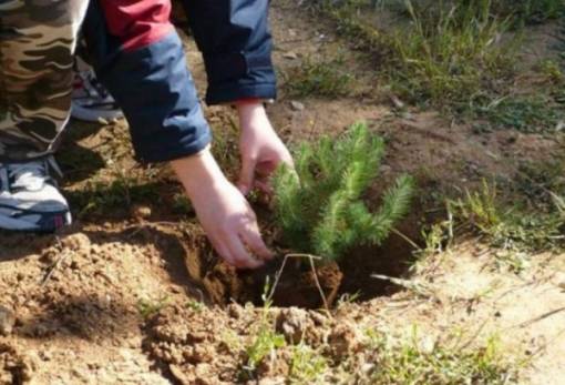 Ευκαιρία «πρασινίσματος» σε εκτάσεις της Λακωνίας