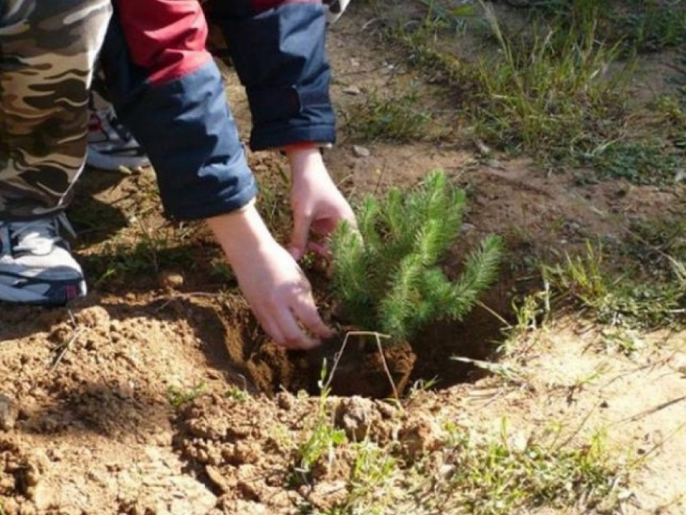 &Epsilon;&upsilon;&kappa;&alpha;&iota;&rho;ί&alpha; &laquo;&pi;&rho;&alpha;&sigma;&iota;&nu;ί&sigma;&mu;&alpha;&tau;&omicron;&sigmaf;&raquo; &sigma;&epsilon; &epsilon;&kappa;&tau;ά&sigma;&epsilon;&iota;&sigmaf; &tau;&eta;&sigmaf; &Lambda;&alpha;&kappa;&omega;&nu;ί&alpha;&sigmaf;