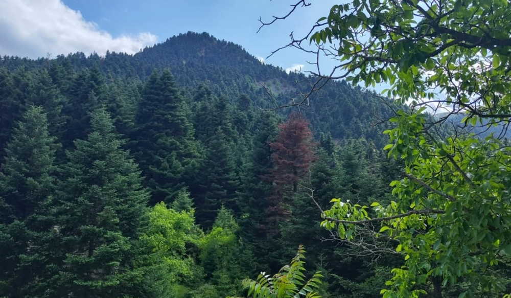 &laquo;&Alpha;&pi;ά&tau;&eta;&tau;&omicron; &Beta;&omicron;&upsilon;&nu;ό&raquo; &omicron; &Pi;ά&rho;&nu;&omega;&nu;&alpha;&sigmaf; &mu;&epsilon; &upsilon;&pi;&omicron;&upsilon;&rho;&gamma;&iota;&kappa;ή &alpha;&pi;ό&phi;&alpha;&sigma;&eta;