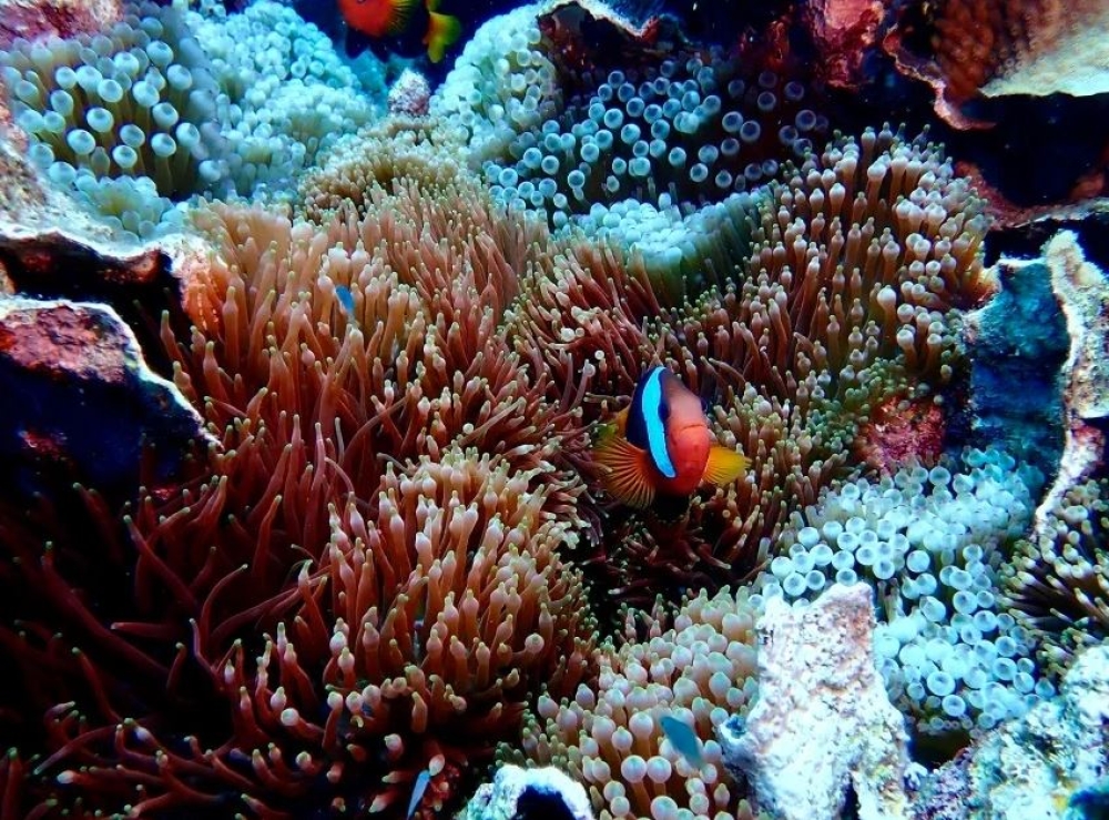 &Mu;&eta;&tau;έ&rho;&alpha; &kappa;&alpha;&iota; &kappa;ό&rho;&eta; &epsilon;&nu;&tau;ό&pi;&iota;&sigma;&alpha;&nu; &tau;&eta; &mu;&epsilon;&gamma;&alpha;&lambda;ύ&tau;&epsilon;&rho;&eta; &alpha;&pi;&omicron;&iota;&kappa;ί&alpha; &kappa;&omicron;&rho;&alpha;&lambda;&lambda;&iota;ώ&nu; &pi;&omicron;&upsilon; έ&chi;&epsilon;&iota; &kappa;&alpha;&tau;&alpha;&gamma;&rho;&alpha;&phi;&epsilon;ί