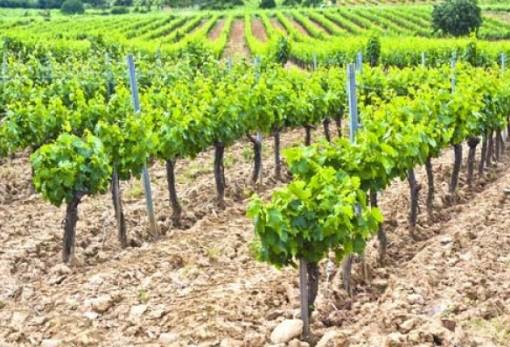 Δηλώσεις για το πρόγραμμα αναδιάρθρωσης και μετατροπής αμπελώνων 2024-25