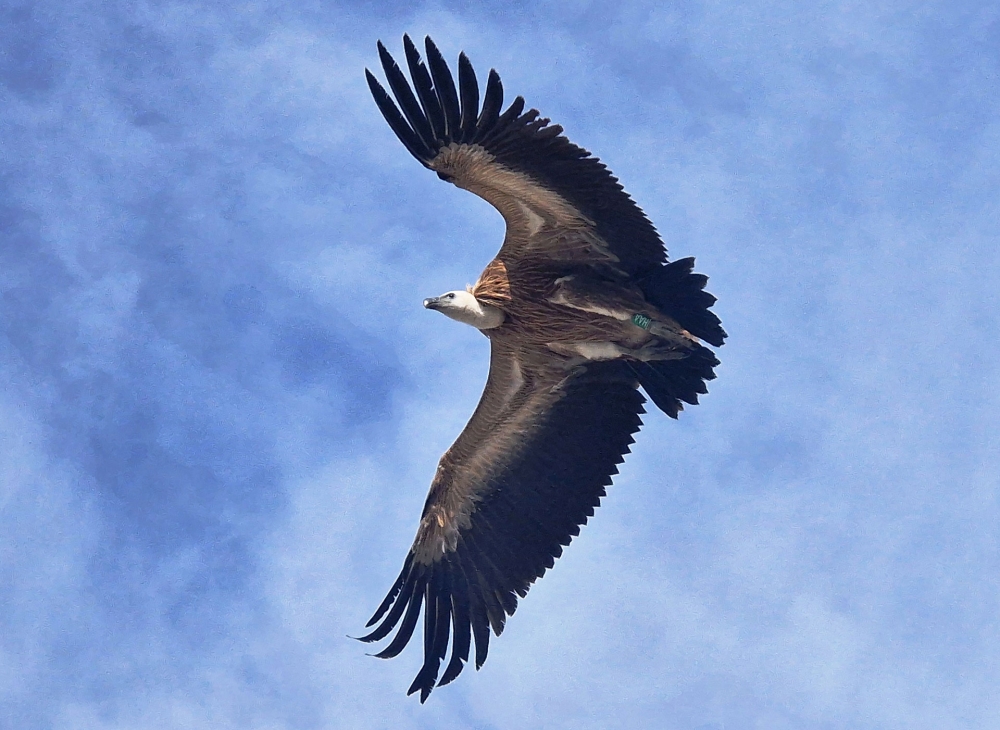 &Tau;&omicron; &nu;έ&omicron; &pi;έ&tau;&alpha;&gamma;&mu;&alpha; &pi;&rho;&omicron;&sigmaf; &tau;&eta;&nu; &epsilon;&lambda;&epsilon;&upsilon;&theta;&epsilon;&rho;ί&alpha;
