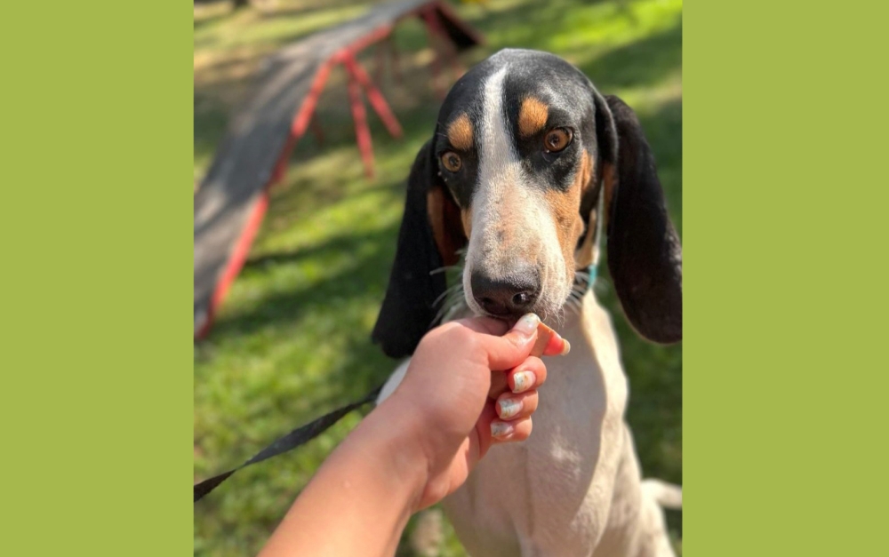 &Chi;&nu;&omicron;&upsilon;&delta;&omega;&tau;έ&sigmaf; &Delta;&iota;&alpha;&delta;&rho;&omicron;&mu;έ&sigmaf;: &Omicron; &Pi;ά&rho;&epsilon;&xi; &pi;&epsilon;&rho;&iota;&mu;έ&nu;&epsilon;&iota; &nu;&alpha; &kappa;ά&nu;&epsilon;&iota; &mu;ί&alpha; &nu;έ&alpha; &alpha;&rho;&chi;ή!