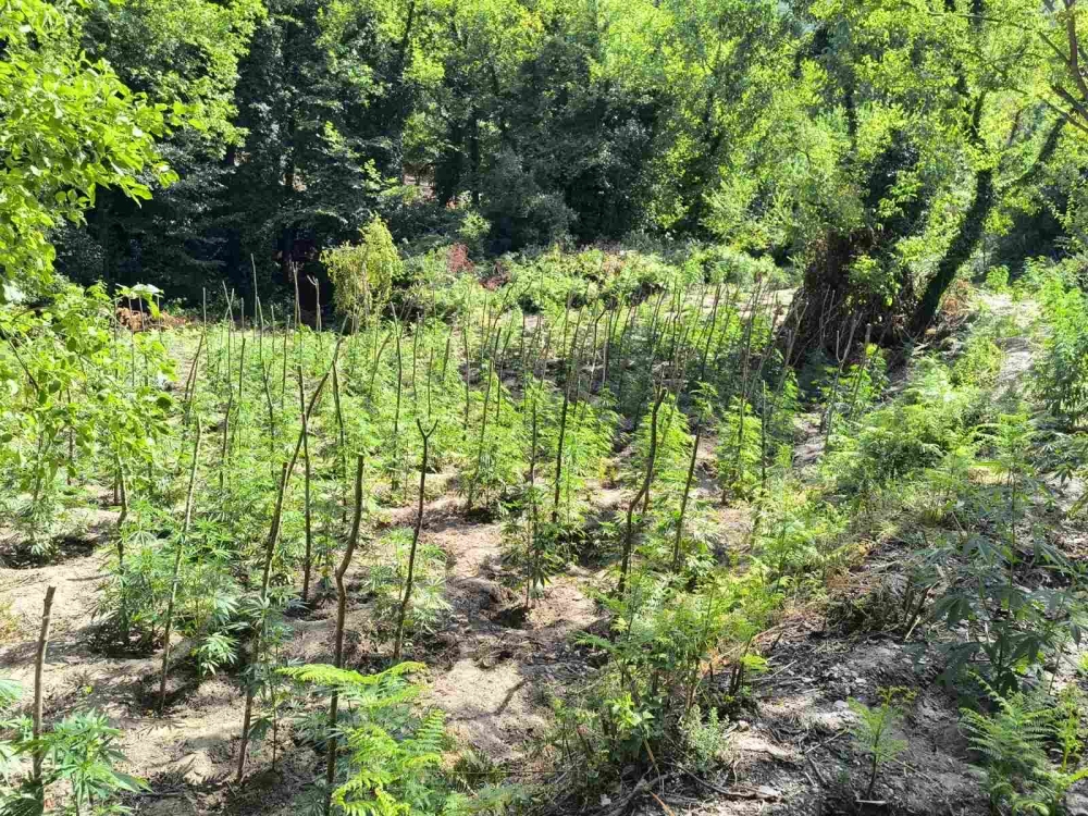 &Eta; &Lambda;&alpha;&kappa;&omega;&nu;ί&alpha; &sigma;&epsilon; &tau;&rho;ί&gamma;&omega;&nu;&omicron; &nu;&alpha;&rho;&kappa;&omega;&tau;&iota;&kappa;ώ&nu; &mu;&epsilon; &kappa;&omicron;&iota;&nu;ό &laquo;&epsilon;&gamma;&kappa;έ&phi;&alpha;&lambda;&omicron;&raquo;