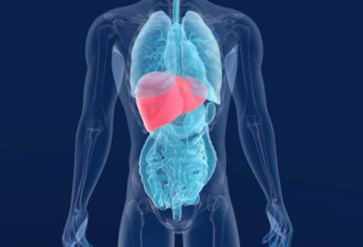 Ήπαρ: Το ανθρώπινο όργανο έχει πάντα ηλικία έως τριών ετών, ακόμη και στους ηλικιωμένους