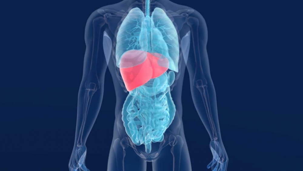 Ή&pi;&alpha;&rho;: &Tau;&omicron; &alpha;&nu;&theta;&rho;ώ&pi;&iota;&nu;&omicron; ό&rho;&gamma;&alpha;&nu;&omicron; έ&chi;&epsilon;&iota; &pi;ά&nu;&tau;&alpha; &eta;&lambda;&iota;&kappa;ί&alpha; έ&omega;&sigmaf; &tau;&rho;&iota;ώ&nu; &epsilon;&tau;ώ&nu;, &alpha;&kappa;ό&mu;&eta; &kappa;&alpha;&iota; &sigma;&tau;&omicron;&upsilon;&sigmaf; &eta;&lambda;&iota;&kappa;&iota;&omega;&mu;έ&nu;&omicron;&upsilon;&sigmaf;