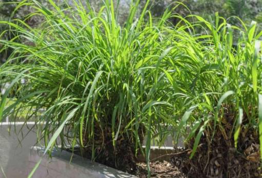 Το φυτό που διώχνει τα κουνούπια όλο το καλοκαίρι