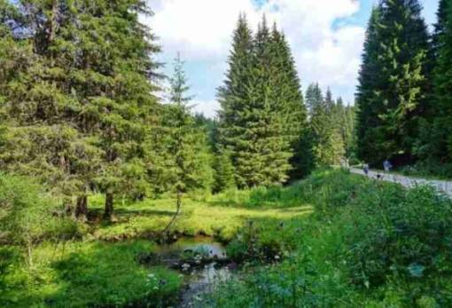 Το Χριστουγεννιάτικο δέντρο