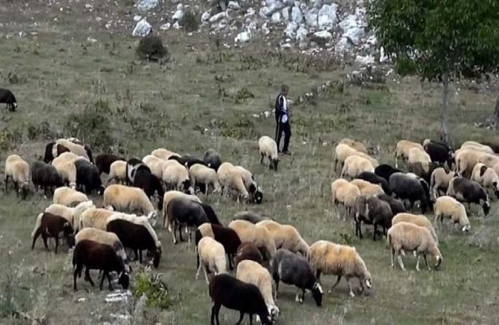 4,2 &epsilon;&kappa;&alpha;&tau;. &epsilon;&upsilon;&rho;ώ &sigma;&epsilon; &kappa;&tau;&eta;&nu;&omicron;&tau;&rho;ό&phi;&omicron;&upsilon;&sigmaf; &gamma;&iota;&alpha; &zeta;ώ&alpha; &pi;&omicron;&upsilon; &theta;&alpha;&nu;&alpha;&tau;ώ&theta;&eta;&kappa;&alpha;&nu; &lambda;ό&gamma;&omega; &epsilon;&pi;&iota;&zeta;&omega;&omicron;&tau;&iota;ώ&nu;