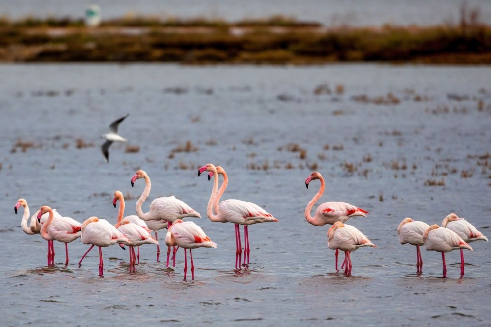 &Alpha;&pi;&alpha;&gamma;ό&rho;&epsilon;&upsilon;&sigma;&eta; &gamma;&iota;&alpha; &tau;&alpha; &mu;&omicron;&lambda;ύ&beta;&delta;&iota;&nu;&alpha; &sigma;&kappa;ά&gamma;&iota;&alpha; &sigma;&epsilon; &upsilon;&gamma;&rho;&omicron;&tau;ό&pi;&omicron;&upsilon;&sigmaf;