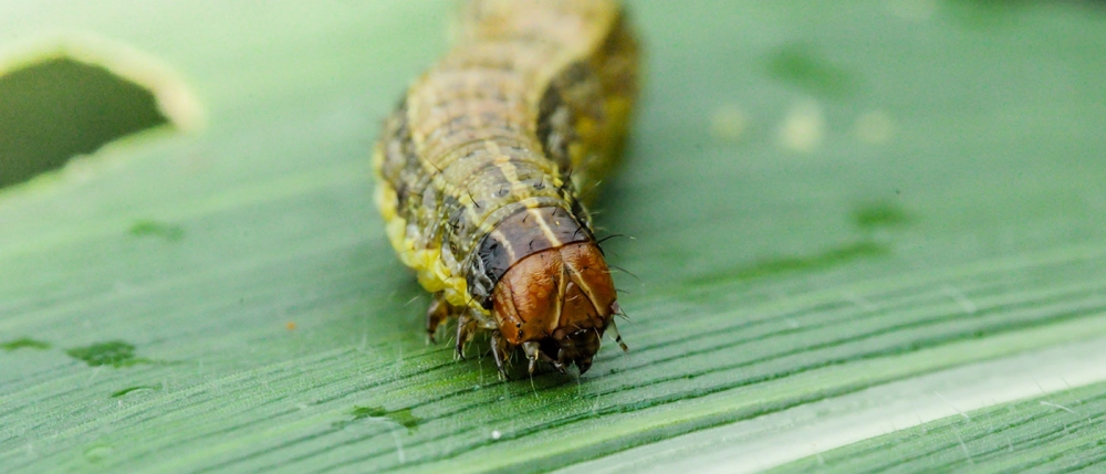 &Sigma;&tau;&eta; &Lambda;&alpha;&kappa;&omega;&nu;ί&alpha; &epsilon;&nu;&tau;&omicron;&pi;ί&sigma;&tau;&eta;&kappa;&epsilon; &epsilon;&pi;&iota;&kappa;ί&nu;&delta;&upsilon;&nu;&omicron; έ&nu;&tau;&omicron;&mu;&omicron; &kappa;&alpha;&rho;&alpha;&nu;&tau;ί&nu;&alpha;&sigmaf;