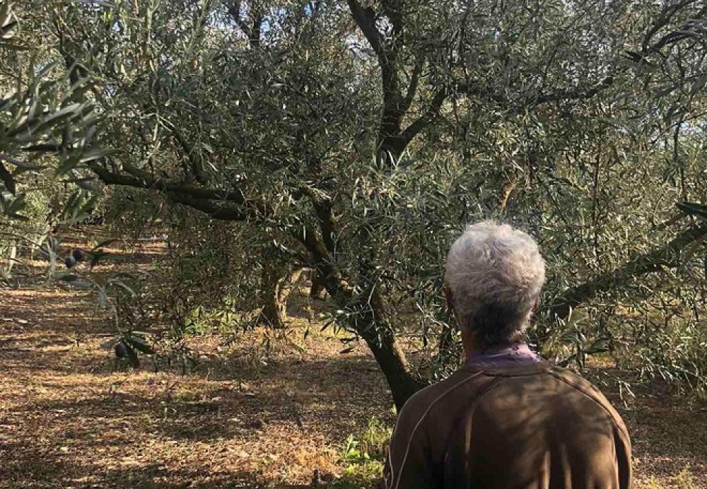 &Xi;&eta;&rho;&alpha;&sigma;ί&alpha; &kappa;&alpha;&iota; &zeta;έ&sigma;&tau;&eta; &laquo;&kappa;&alpha;ί&nu;&epsilon;&raquo; &tau;&omicron;&nu; &lambda;&alpha;&kappa;&omega;&nu;&iota;&kappa;ό &epsilon;&lambda;&alpha;&iota;ώ&nu;&alpha;