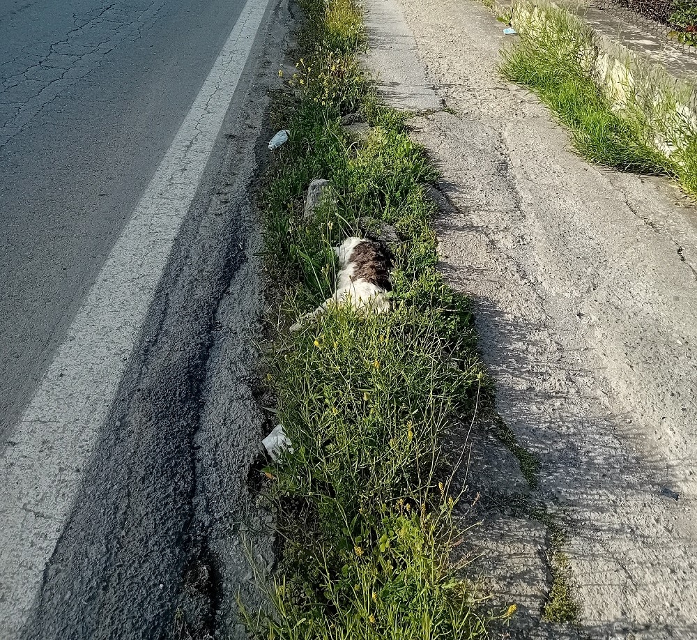 &Tau;&omicron; &delta;&iota;&kappa;ό &sigma;&alpha;&sigmaf; &sigma;&chi;ό&lambda;&iota;&omicron;: &Alpha;&delta;&iota;&alpha;&phi;&omicron;&rho;ί&alpha;, &alpha;&sigma;&upsilon;&nu;&epsilon;&iota;&delta;&eta;&sigma;ί&alpha; &kappa;&alpha;&iota; &alpha;&nu;&alpha;ί&sigma;&chi;&upsilon;&nu;&tau;&eta; &sigma;&upsilon;&mu;&pi;&epsilon;&rho;&iota;&phi;&omicron;&rho;ά