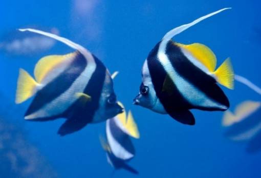 Ορμονικές διαταραχές στα ψάρια από τα αντισυλληπτικά στα αστικά λύματα