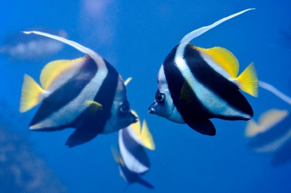 &Omicron;&rho;&mu;&omicron;&nu;&iota;&kappa;έ&sigmaf; &delta;&iota;&alpha;&tau;&alpha;&rho;&alpha;&chi;έ&sigmaf; &sigma;&tau;&alpha; &psi;ά&rho;&iota;&alpha; &alpha;&pi;ό &tau;&alpha; &alpha;&nu;&tau;&iota;&sigma;&upsilon;&lambda;&lambda;&eta;&pi;&tau;&iota;&kappa;ά &sigma;&tau;&alpha; &alpha;&sigma;&tau;&iota;&kappa;ά &lambda;ύ&mu;&alpha;&tau;&alpha;