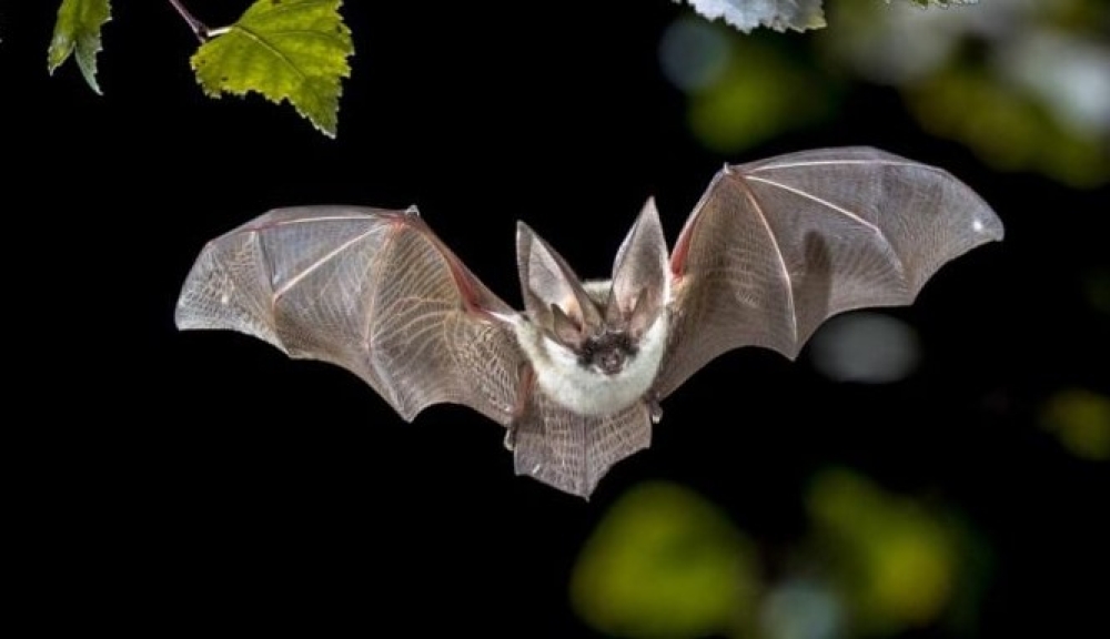 &Pi;ώ&sigmaf; &omicron;&iota; &nu;&upsilon;&chi;&tau;&epsilon;&rho;ί&delta;&epsilon;&sigmaf; &sigma;ώ&zeta;&omicron;&upsilon;&nu; &tau;&eta;&nu; &tau;&epsilon;&kappa;ί&lambda;&alpha;: &Tau;&omicron; &mu;&epsilon;&gamma;ά&lambda;&omicron; &pi;&epsilon;ί&rho;&alpha;&mu;&alpha; &tau;&eta;&sigmaf; &epsilon;&rho;ή&mu;&omicron;&upsilon; &sigma;&tau;&omicron; &Mu;&epsilon;&xi;&iota;&kappa;ό