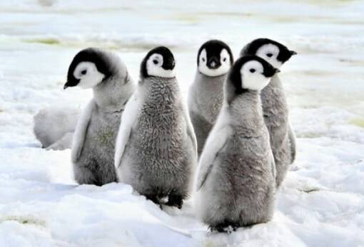 Η Γρίπη των Πτηνών απειλεί την Ανταρκτική με οικολογική καταστροφή