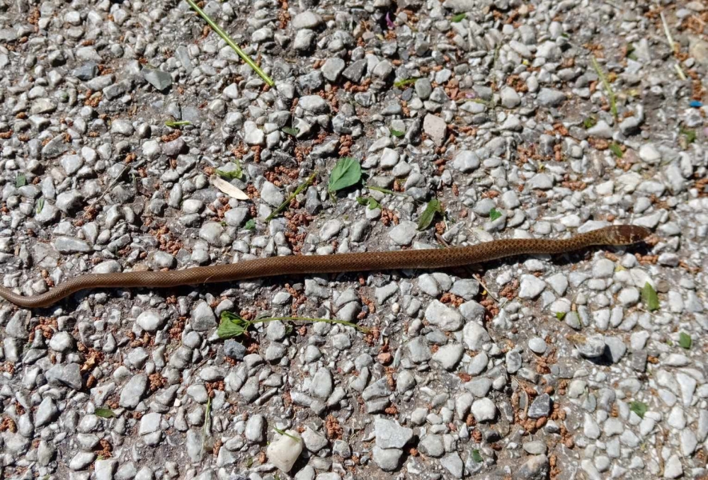 &Gamma;&eta;&tau;&epsilon;ύ&epsilon;&iota; &kappa;&alpha;&iota; &tau;&alpha; &phi;ί&delta;&iota;&alpha; &tau;ώ&rho;&alpha; &omicron; &Mu;&alpha;&kappa;&alpha;&rho;&omicron;ύ&nu;&alpha;&sigmaf;!