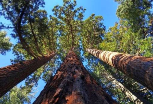 Σεκόγιες: Τα μεγαλύτερα δέντρα του κόσμου βρήκαν φιλόξενη γη σε άλλη χώρα