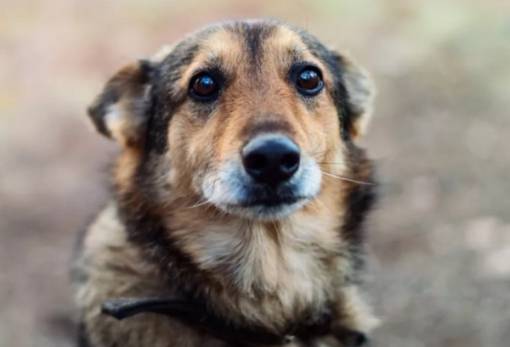 Χειροπέδες και πρόστιμο για κακομεταχείριση κατοικίδιου σε χωριό της Σπάρτης