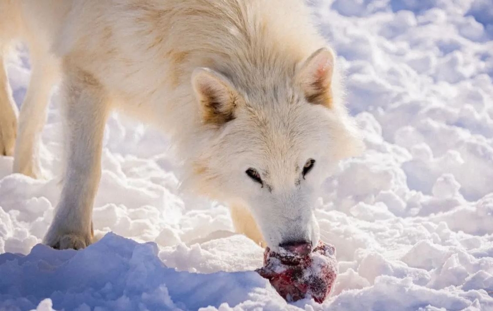&Omicron;&iota; &laquo;&alpha;&nu;&alpha;&sigma;&tau;&eta;&mu;έ&nu;&omicron;&iota;&raquo; &alpha;&nu;&tau;&alpha;&rho;ό&lambda;&upsilon;&kappa;&omicron;&iota; &mu;&epsilon;&gamma;ά&lambda;&omega;&sigma;&alpha;&nu; &kappa;&alpha;&iota; &kappa;&upsilon;&nu;&eta;&gamma;&omicron;ύ&nu; &pi;&lambda;έ&omicron;&nu; &omega;&sigmaf; &alpha;&gamma;έ&lambda;&eta;