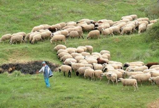 Υποχρεωτική απογραφή αιγοπροβάτων και χοίρων για το 2023