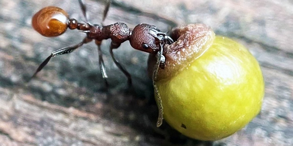 &Eta; &alpha;&nu;&alpha;&kappa;ά&lambda;&upsilon;&psi;&eta; &epsilon;&nu;ό&sigmaf; 8&chi;&rho;&omicron;&nu;&omicron;&upsilon; &alpha;&gamma;&omicron;&rho;&iota;&omicron;ύ &sigma;&tau;&omicron;&nu; &kappa;ή&pi;&omicron; &tau;&omicron;&upsilon; ά&lambda;&lambda;&alpha;&xi;&epsilon; &kappa;&upsilon;&rho;&iota;&omicron;&lambda;&epsilon;&kappa;&tau;&iota;&kappa;ά &tau;&eta; &beta;&iota;&omicron;&lambda;&omicron;&gamma;ί&alpha; &gamma;&iota;&alpha; &pi;ά&nu;&tau;&alpha;