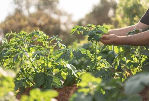 Απειλεί το φουζάριο τις καλλιέργειες κηπευτικών