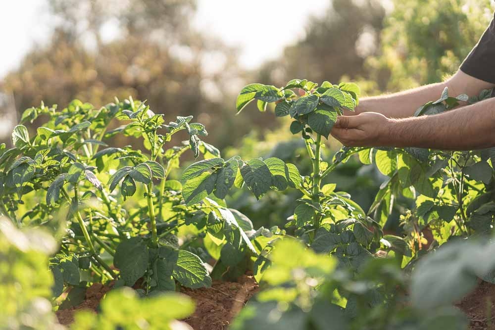 &Alpha;&pi;&epsilon;&iota;&lambda;&epsilon;ί &tau;&omicron; &phi;&omicron;&upsilon;&zeta;ά&rho;&iota;&omicron; &tau;&iota;&sigmaf; &kappa;&alpha;&lambda;&lambda;&iota;έ&rho;&gamma;&epsilon;&iota;&epsilon;&sigmaf; &kappa;&eta;&pi;&epsilon;&upsilon;&tau;&iota;&kappa;ώ&nu;