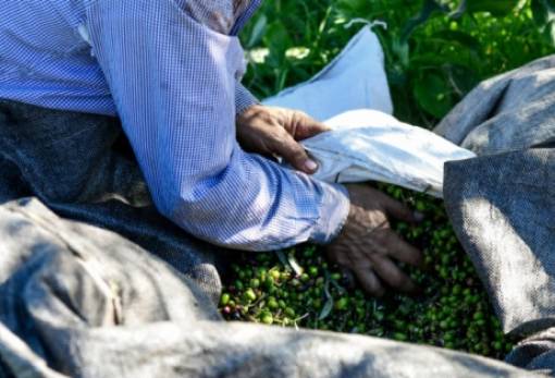 Στα «κάγκελα» οι Πελοποννήσιοι παραγωγοί για την Ενιαία Ενίσχυση