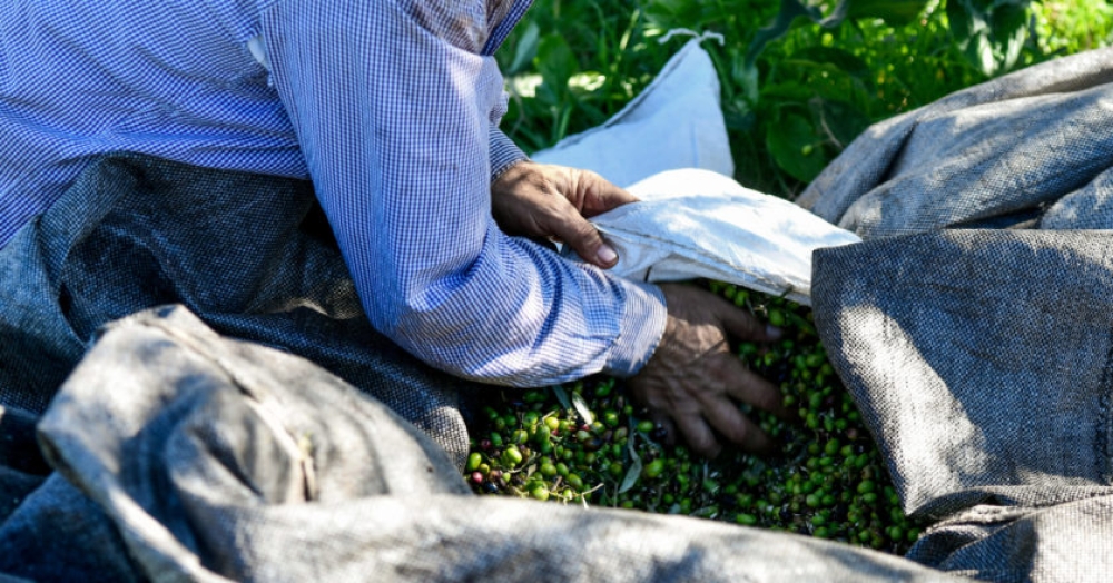 &Sigma;&tau;&alpha; &laquo;&kappa;ά&gamma;&kappa;&epsilon;&lambda;&alpha;&raquo; &omicron;&iota; &Pi;&epsilon;&lambda;&omicron;&pi;&omicron;&nu;&nu;ή&sigma;&iota;&omicron;&iota; &pi;&alpha;&rho;&alpha;&gamma;&omega;&gamma;&omicron;ί &gamma;&iota;&alpha; &tau;&eta;&nu; &Epsilon;&nu;&iota;&alpha;ί&alpha; &Epsilon;&nu;ί&sigma;&chi;&upsilon;&sigma;&eta;