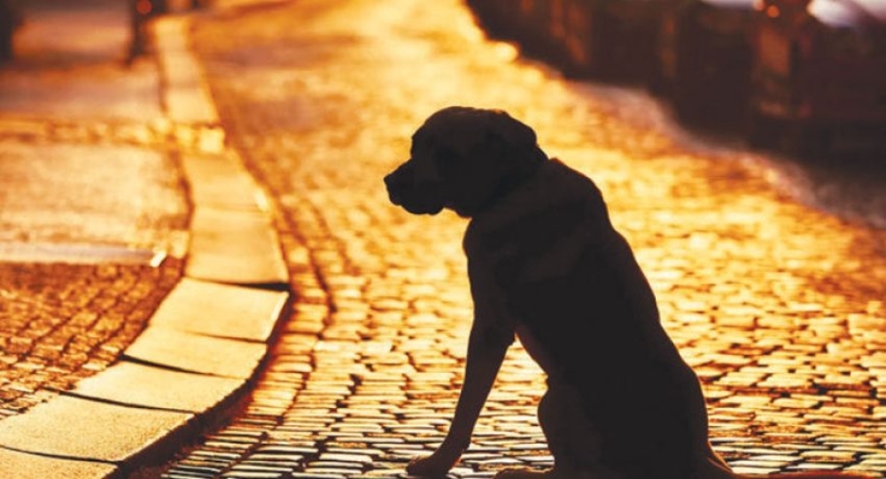 &Nu;έ&alpha; &sigma;ύ&lambda;&lambda;&eta;&psi;&eta; &gamma;&iota;&alpha; &pi;&alpha;&rho;&alpha;&mu;έ&lambda;&eta;&sigma;&eta; &sigma;&kappa;ύ&lambda;&omega;&nu; &sigma;&tau;&eta; &Sigma;&pi;ά&rho;&tau;&eta;