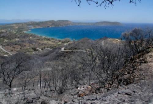 Εκτός εθνικού σχεδίου αναδάσωσης η Λακωνία