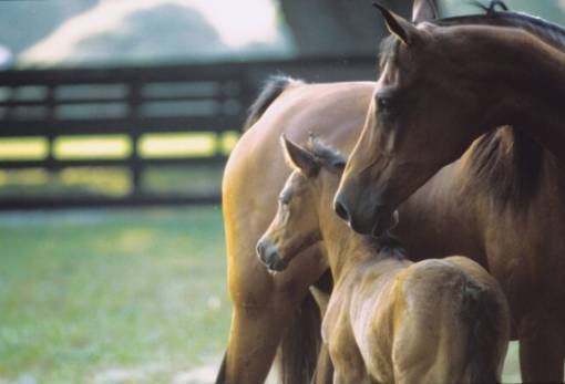 Αλλαγές αριθμού σήμανσης ίππων