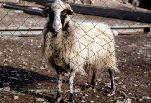 Και 2η εστία πανώλης αιγοπροβάτων στην Κορινθία