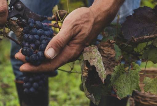 Επενδύσεις σε επιχειρήσεις του αμπελοοινικού τομέα