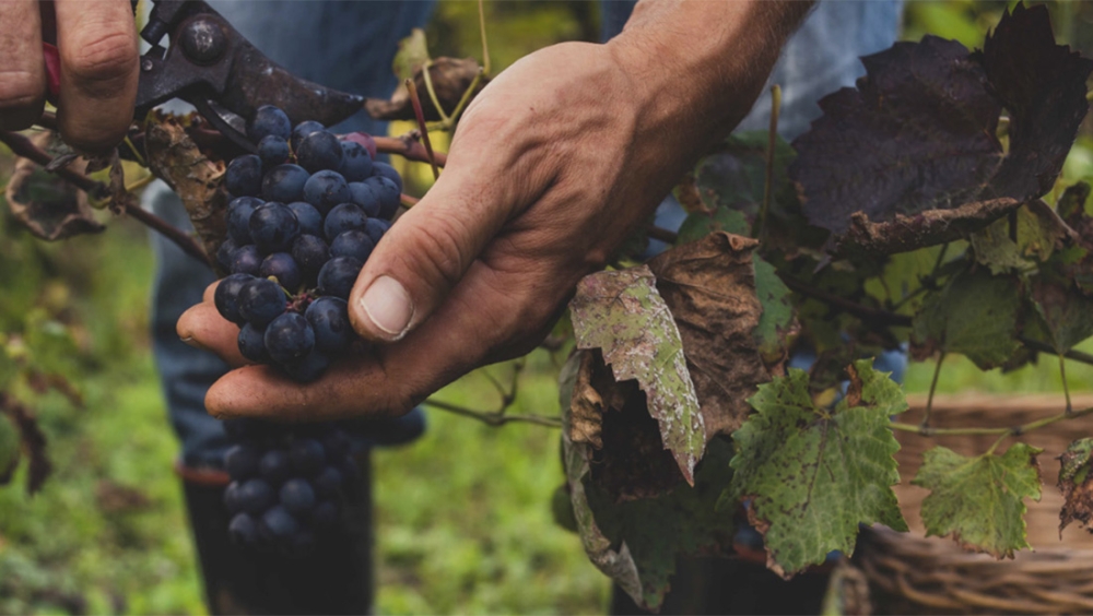 &Epsilon;&pi;&epsilon;&nu;&delta;ύ&sigma;&epsilon;&iota;&sigmaf; &sigma;&epsilon; &epsilon;&pi;&iota;&chi;&epsilon;&iota;&rho;ή&sigma;&epsilon;&iota;&sigmaf; &tau;&omicron;&upsilon; &alpha;&mu;&pi;&epsilon;&lambda;&omicron;&omicron;&iota;&nu;&iota;&kappa;&omicron;ύ &tau;&omicron;&mu;έ&alpha;