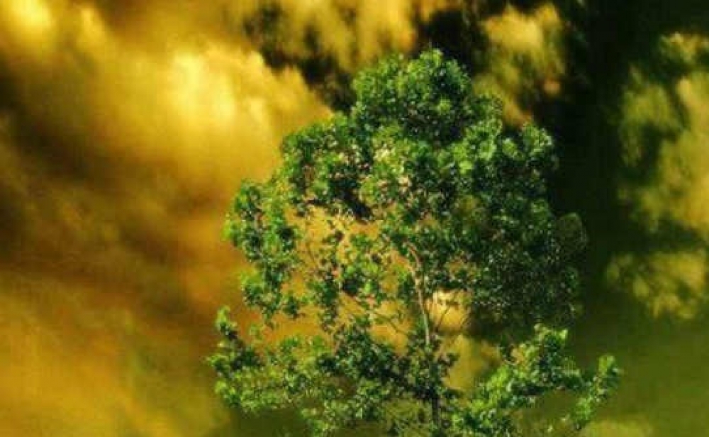 &Eta; &pi;&alpha;&chi;&iota;ά &kappa;&omicron;&pi;έ&lambda;&alpha; &kappa;&alpha;&iota; &eta; &sigma;&tau;&omicron;&iota;&chi;&epsilon;&iota;&omega;&mu;έ&nu;&eta; &mu;&omicron;&upsilon;&rho;&iota;ά