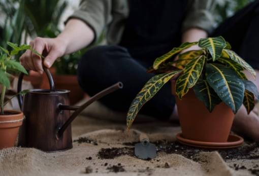 Βρασμένο νερό από λαχανικά, ζυμαρικά και αυγά: 4 οφέλη για τα φυτά σου