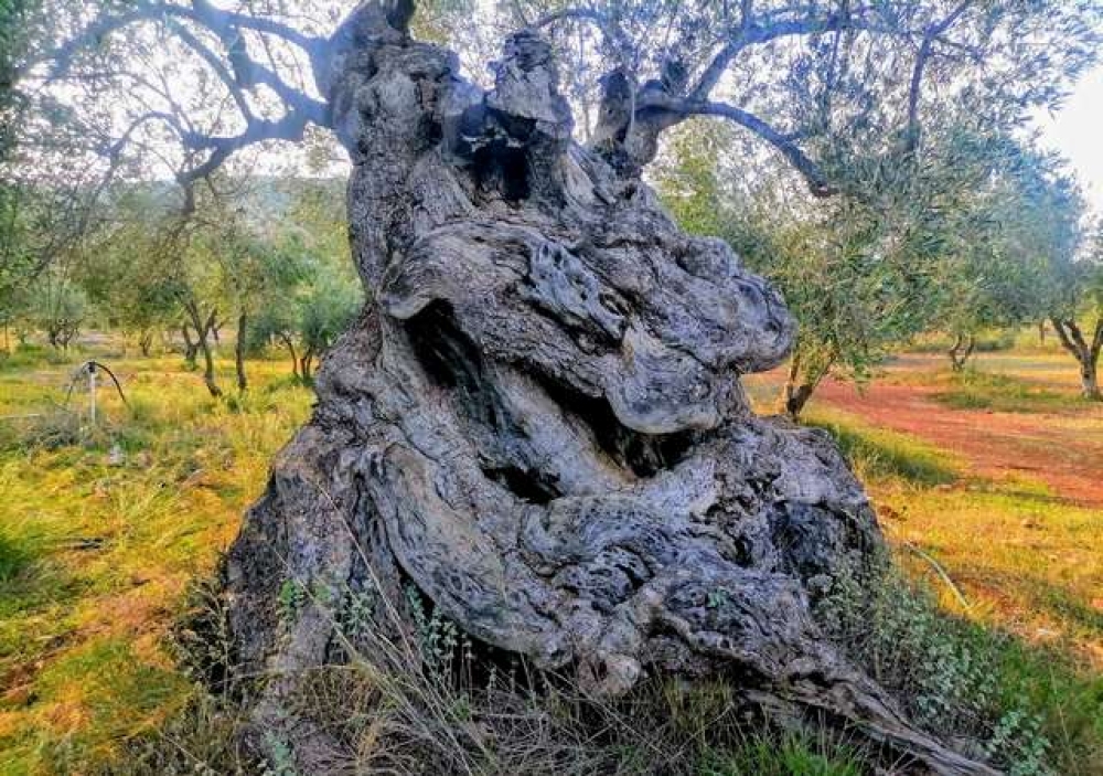 &Omicron;&iota; &laquo;&phi;&rho;&omicron;&upsilon;&rho;&omicron;ί&raquo; &tau;&omega;&nu; &alpha;&iota;ώ&nu;&omega;&nu; &zeta;&eta;&tau;&omicron;ύ&nu; &pi;&rho;&omicron;&sigma;&tau;&alpha;&sigma;ί&alpha;: &Omicron;&iota; &upsilon;&pi;&epsilon;&rho;&alpha;&iota;&omega;&nu;ό&beta;&iota;&epsilon;&sigmaf; &epsilon;&lambda;&iota;έ&sigmaf; &tau;&omicron;&upsilon; &Delta;. &Mu;&omicron;&nu;&epsilon;&mu;&beta;&alpha;&sigma;ί&alpha;&sigmaf; &sigma;&epsilon; &kappa;ί&nu;&delta;&upsilon;&nu;&omicron;