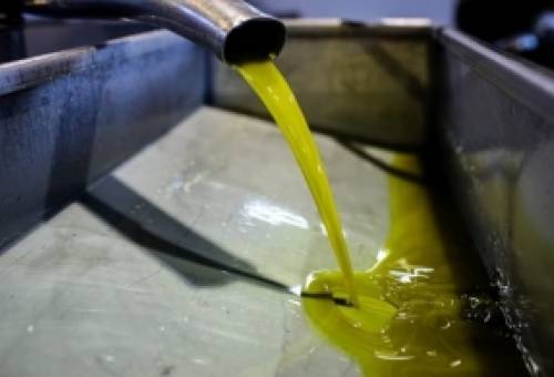 Απειλούνται με «σύνθλιψη» τα ελαιοτριβεία