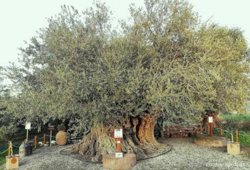 «Καταρράκτης» λαδιού η μνημειακή ελιά της Απιδιάς