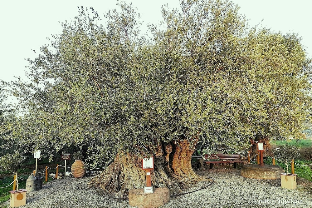 &laquo;&Kappa;&alpha;&tau;&alpha;&rho;&rho;ά&kappa;&tau;&eta;&sigmaf;&raquo; &lambda;&alpha;&delta;&iota;&omicron;ύ &eta; &mu;&nu;&eta;&mu;&epsilon;&iota;&alpha;&kappa;ή &epsilon;&lambda;&iota;ά &tau;&eta;&sigmaf; &Alpha;&pi;&iota;&delta;&iota;ά&sigmaf;