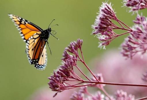 Μειώνονται οι πληθυσμοί εντόμων, «σπάνιες» πλέον οι πεταλούδες