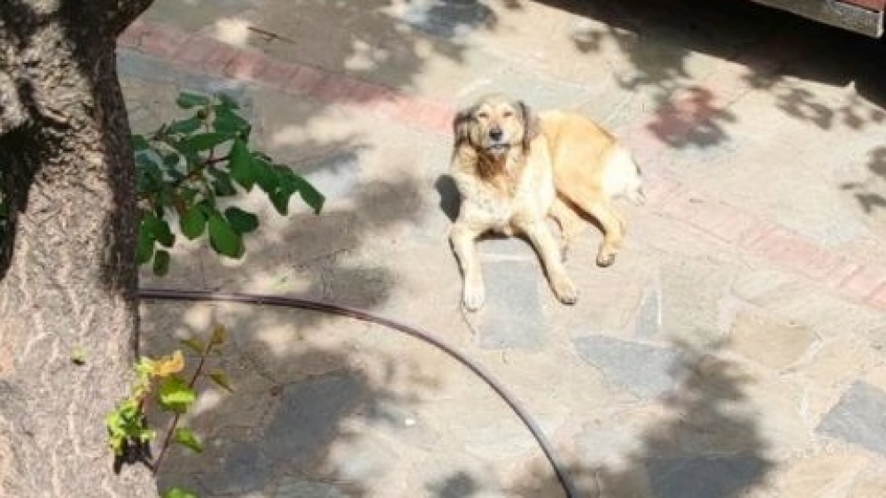 &Omicron; &tau;&epsilon;&tau;&rho;ά&pi;&omicron;&delta;&omicron;&sigmaf; &laquo;&delta;&rho;ά&sigma;&tau;&eta;&sigmaf;&raquo; &tau;&omicron;&upsilon; &Mu;&upsilon;&sigma;&tau;&rho;ά ή&tau;&alpha;&nu; &delta;&epsilon;&sigma;&pi;&omicron;&zeta;ό&mu;&epsilon;&nu;&omicron;&sigmaf;!