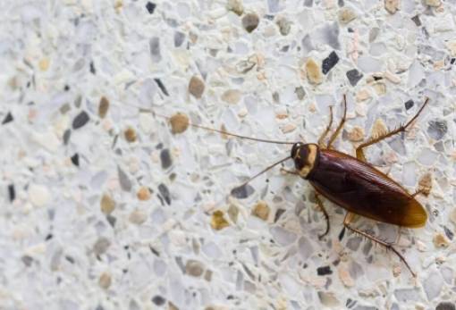 Κατσαρίδες: Τα 3 φυσικά υλικά που θα τις εξαφανίσουν με τρόπο